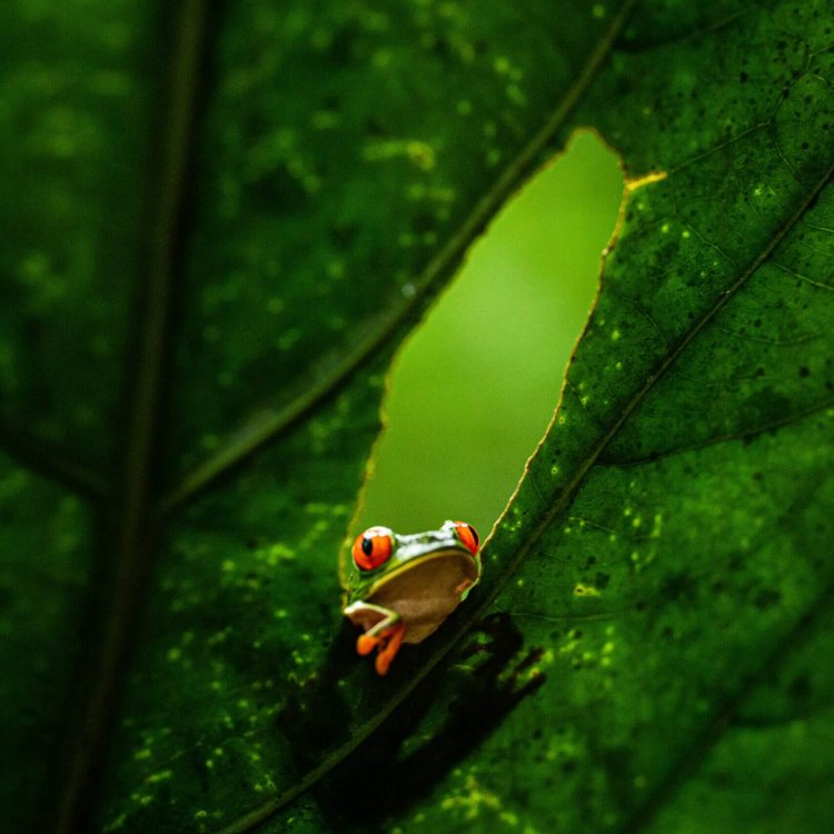 Frosch, der durch eine Lücke in einem Blatt schaut.